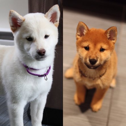 Tricks from Yuki and Kiba