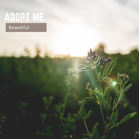 Adopt Beautiful