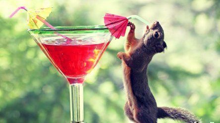 Squirrel - Signed Photo